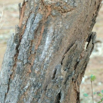 The bark of a Giant Raisin tree