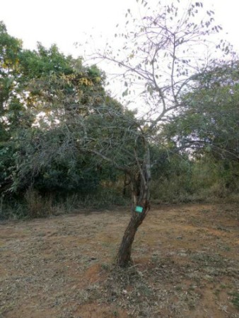 A Giant Raisin tree in Kruger National Park