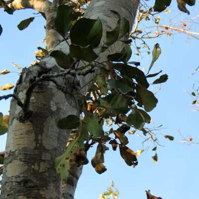Leaves of an Apple-leaf tree