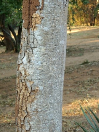 Bark of an Apple-leaf tree