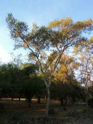 Apple-leaf tree in Berg-en-Dal camp