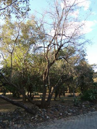 Russet Bush-Willow tree