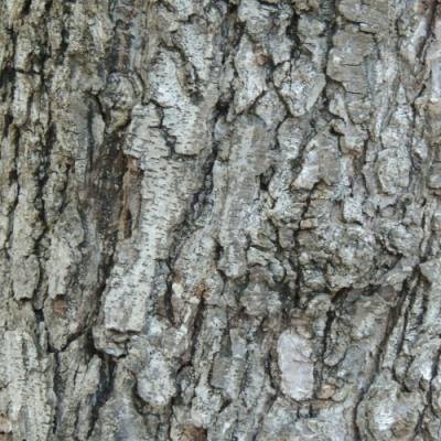 Bark of a Weeping Wattle tree