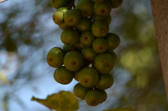 Fruit of the Broom Cluster Fig