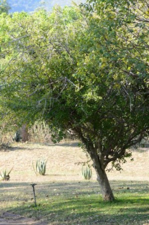 An Eastern Bushveld Gardenia in Kruger National Park
