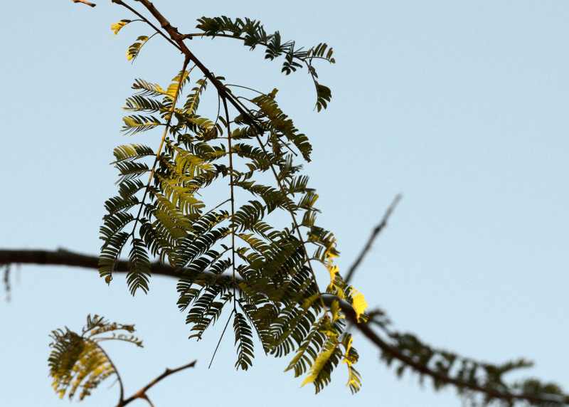 Leaves of a Bushveld Albizia