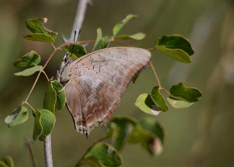 Underwing view of a Coast Charaxes