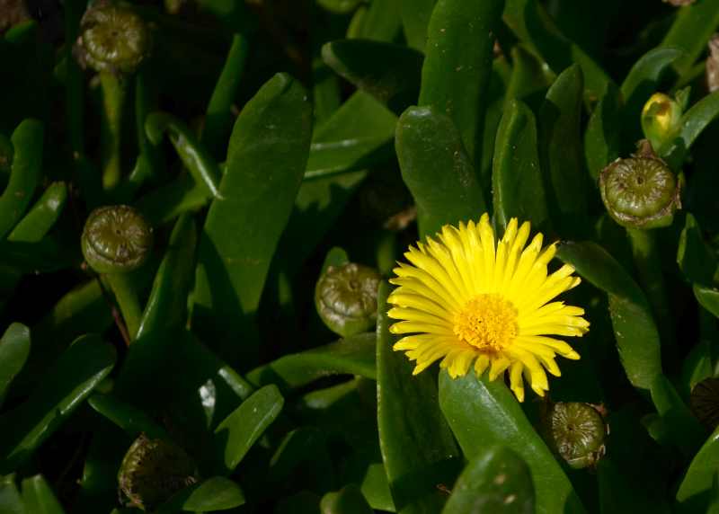 The beautiful yellow flowers of the Tongue-leaved Plant (Glottiphyllum linguiforme)
