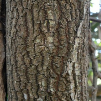 Bark of a Coastal Golden-leaf tree