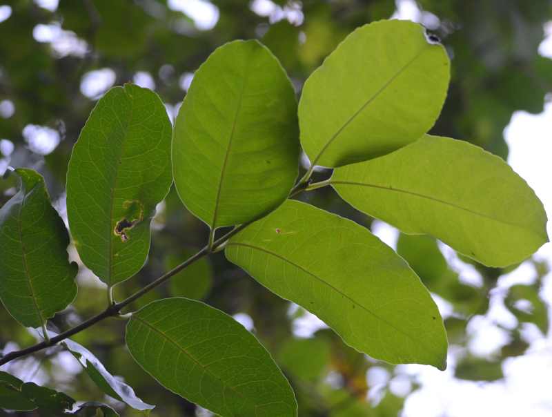 Leaves of a Large-leaved Onionwood