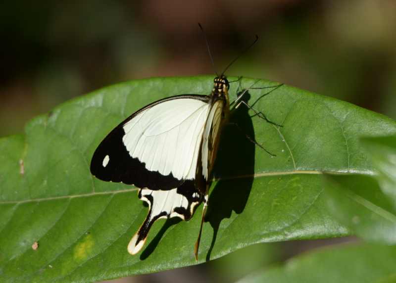 Mocker Swallowtail butterfly