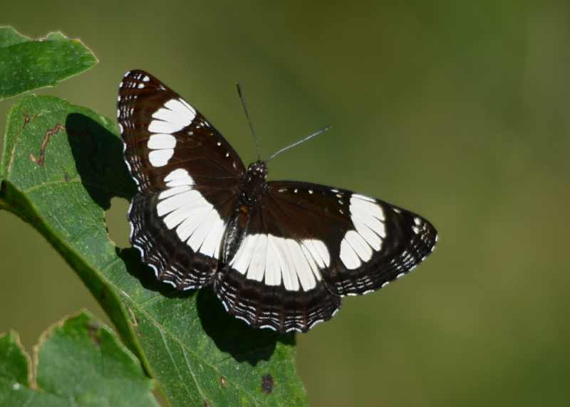 Common Sailer butterfly