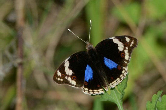 Blue Pansy butterfly at Kenneth Stainbank Nature Reserve