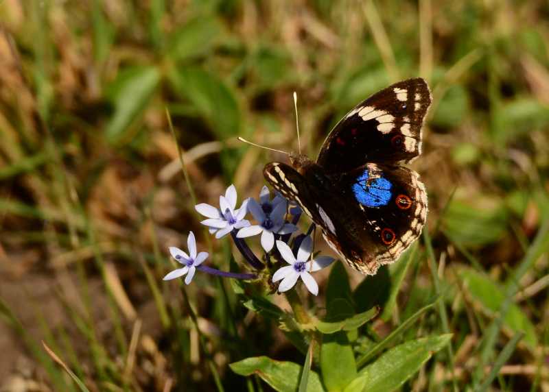 Blue Pansy butterfly at Vernon Crookes Nature Reserve