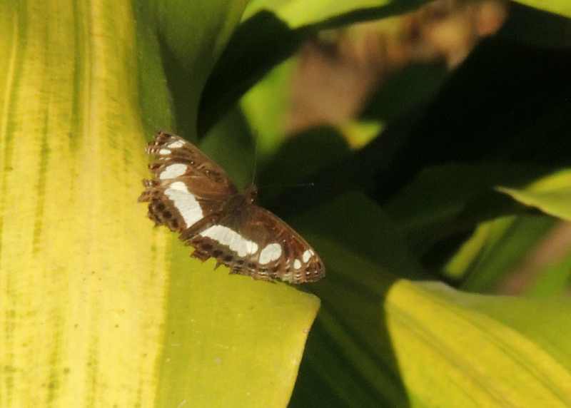 Spotted Sailer butterfly