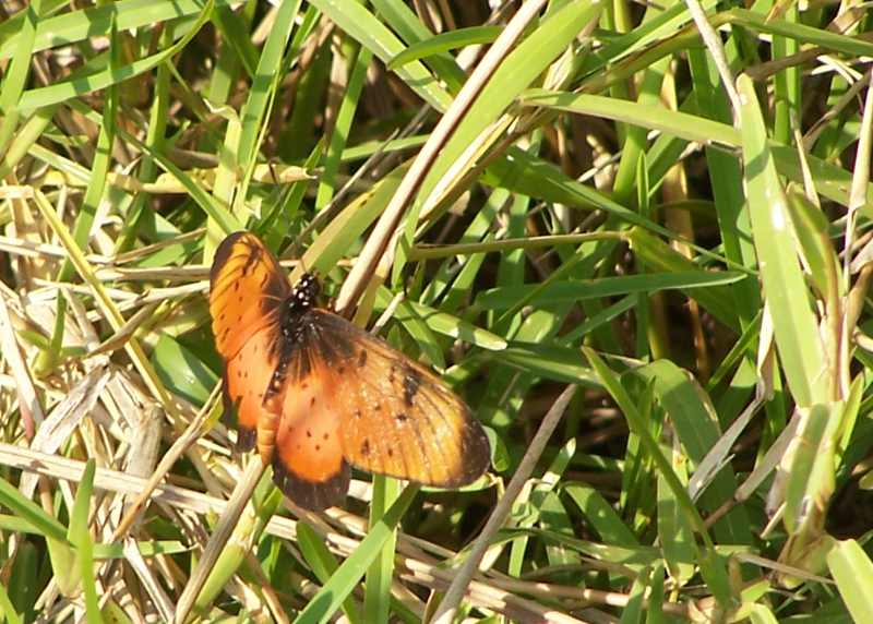Natal Acraea butterfly
