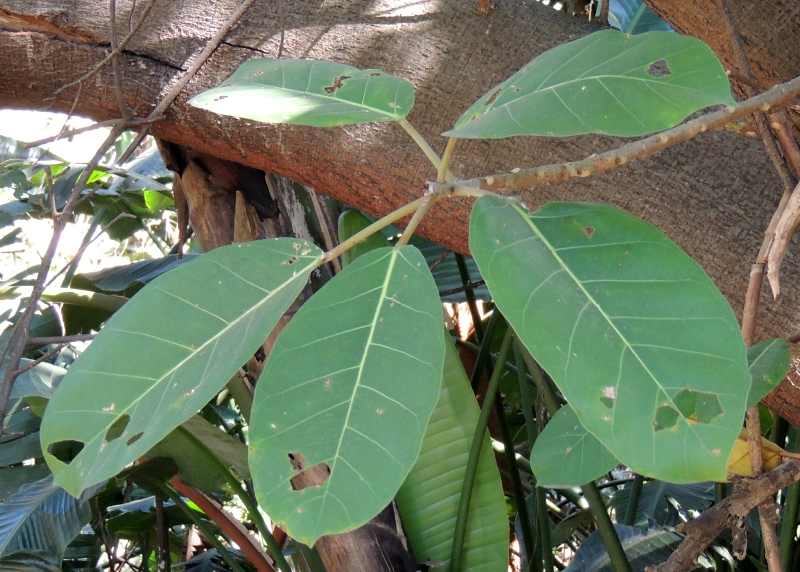 Leaves of a Giant-leaved Fig
