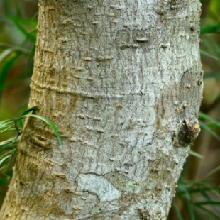 Bark of the Pambati Tree