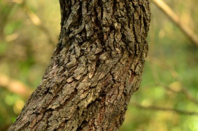 Bark of a Common Crow-Berry Tree