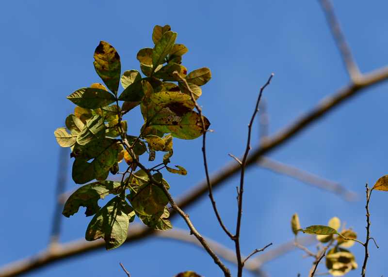 Leaves of a Common Crow-Berry Tree