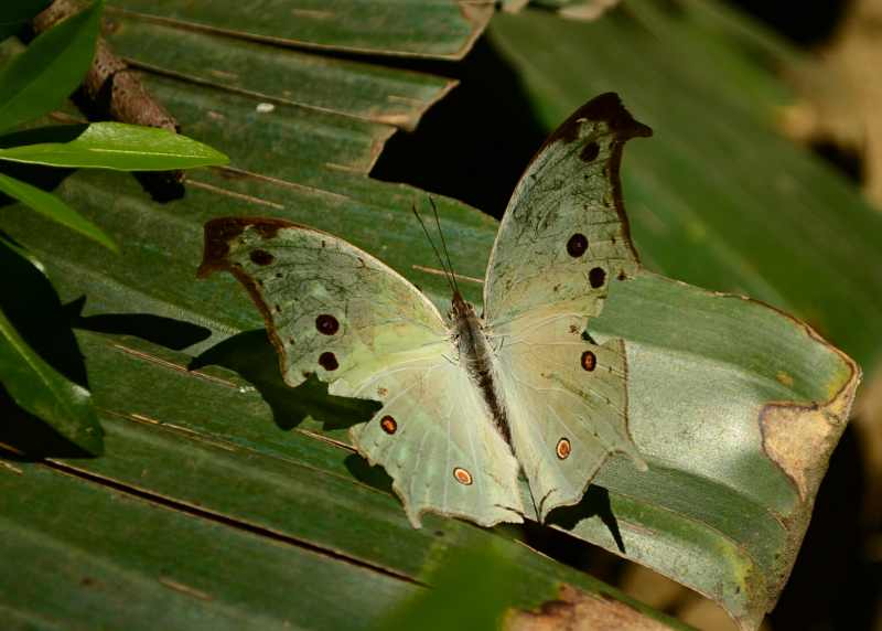 Common Mother-of-Pearl butterfly