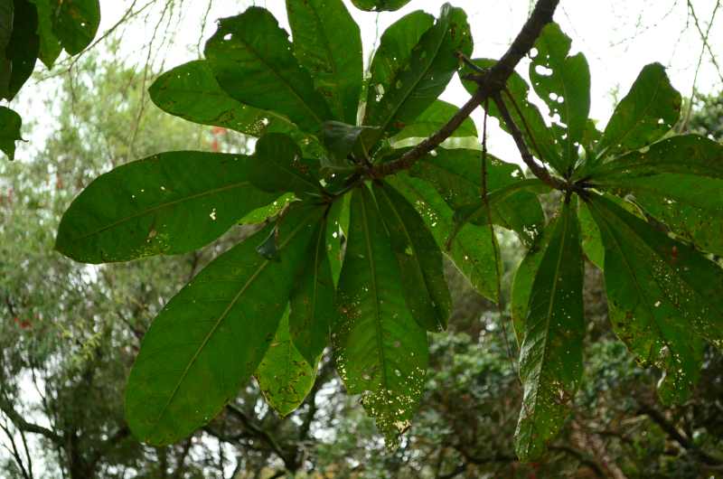 Leaves of a Powderpuff Tree