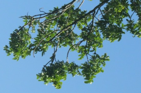 Cape Ash leaves