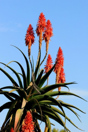 A stunning Krantz Aloe in flower
