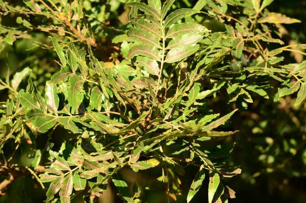 Leaves of a Wild Plum tree