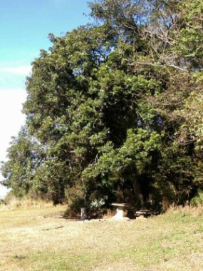 Wild Plum tree at the picnic site in Vernon Crookes Nature Reserve