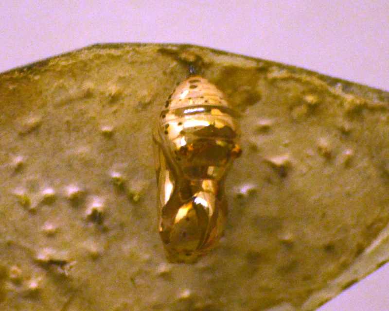 The gold coloured pupae of the Layman butterfly
