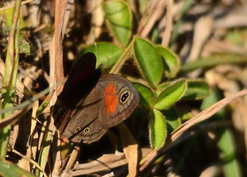 Rainforest Brown butterfly