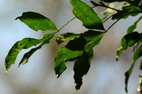 Leaves of Vepris lanceolata