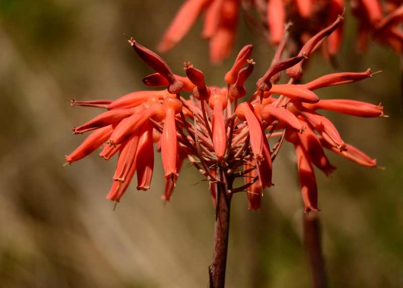 The flowers of the Soap Aloe