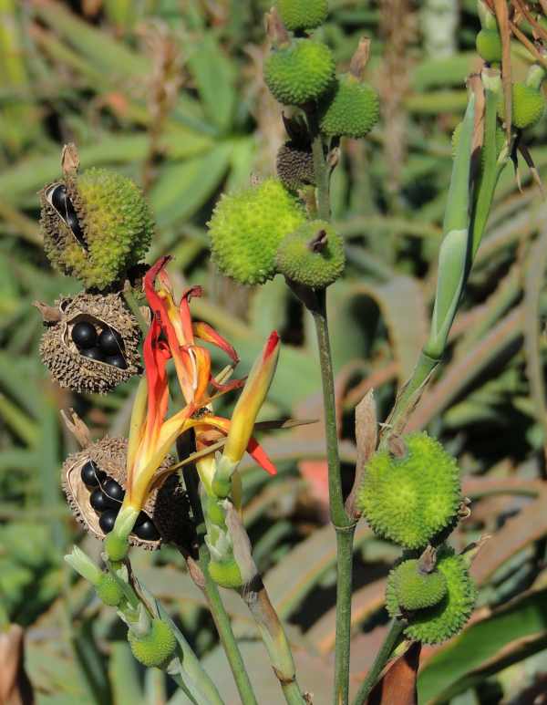 The Wild Canna is not indigenous to South Africa