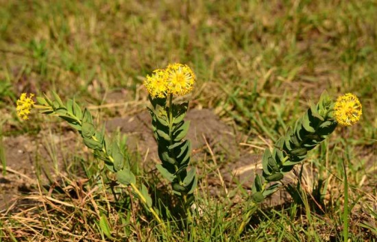 A Lesser Yellow-head plant in flower at Vernon Crookes Nature Reserve