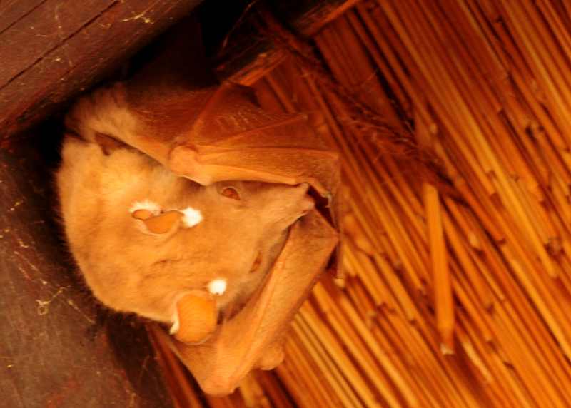 Wahlberg's Epauletted Fruit Bat at Skukuza Camp in Kruger National Park