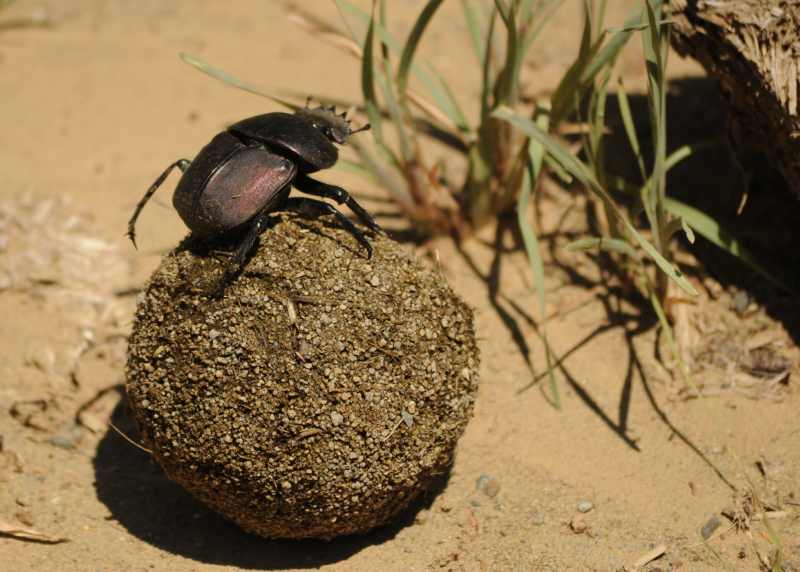 Large Copper Dung Beetle