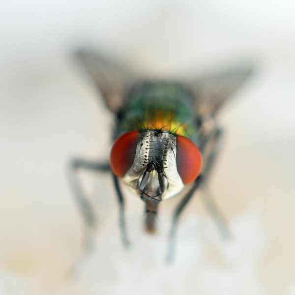 European Green Blowfly