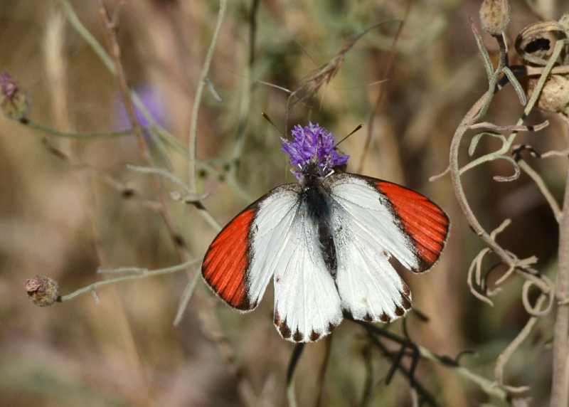 Scarlet Tip butterfly in Kruger National Park
