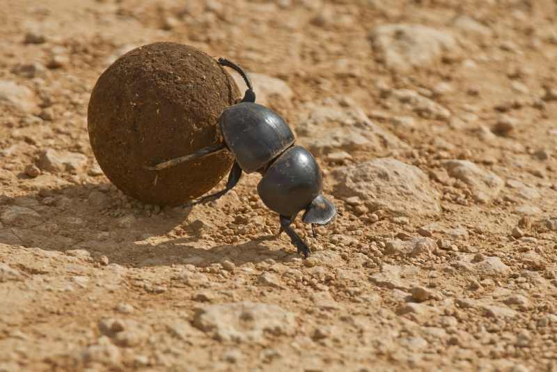 A Flightless Dung Beetle rolling a ball of dung in Addo Elephant National Park
