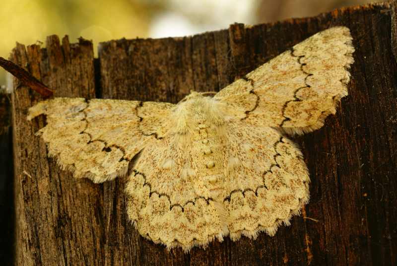 Duster moth