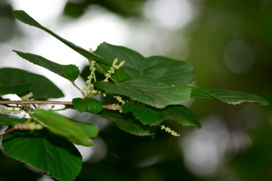 Leaves and flowers of the Wild Mulberry