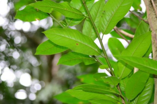 Leaves of The Jumping Seed Tree