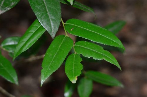 Close-up of the leaves