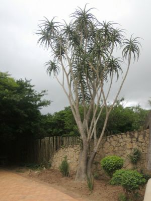 Aloe barbarae in iMfolozi Game Reserve