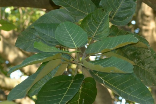 Leaves of the Swamp Fig