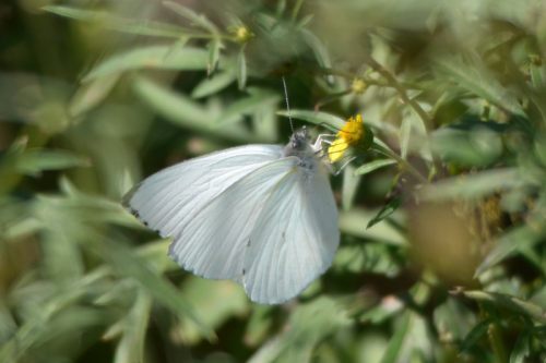 African Small White