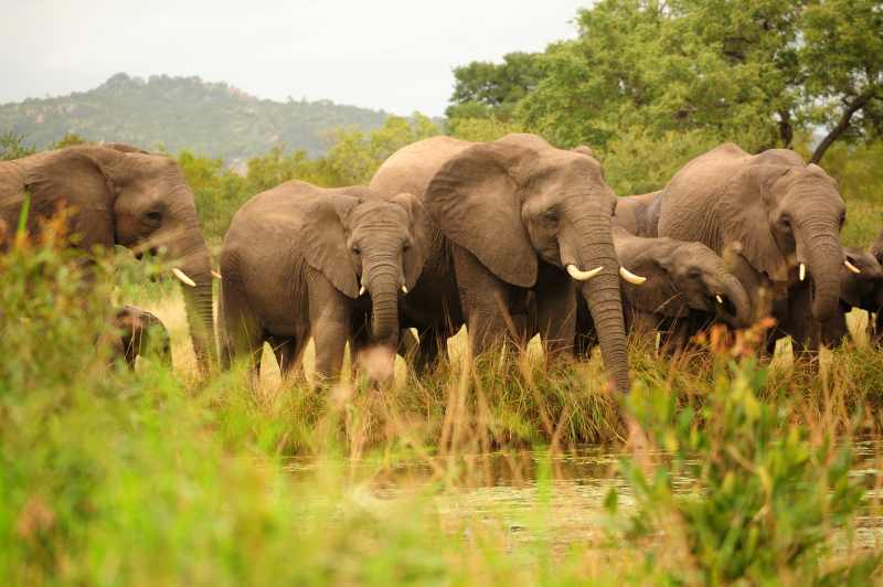 A herd of Elephants drinking at Renosterpan