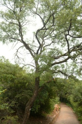 Common Hook Thorn tree
